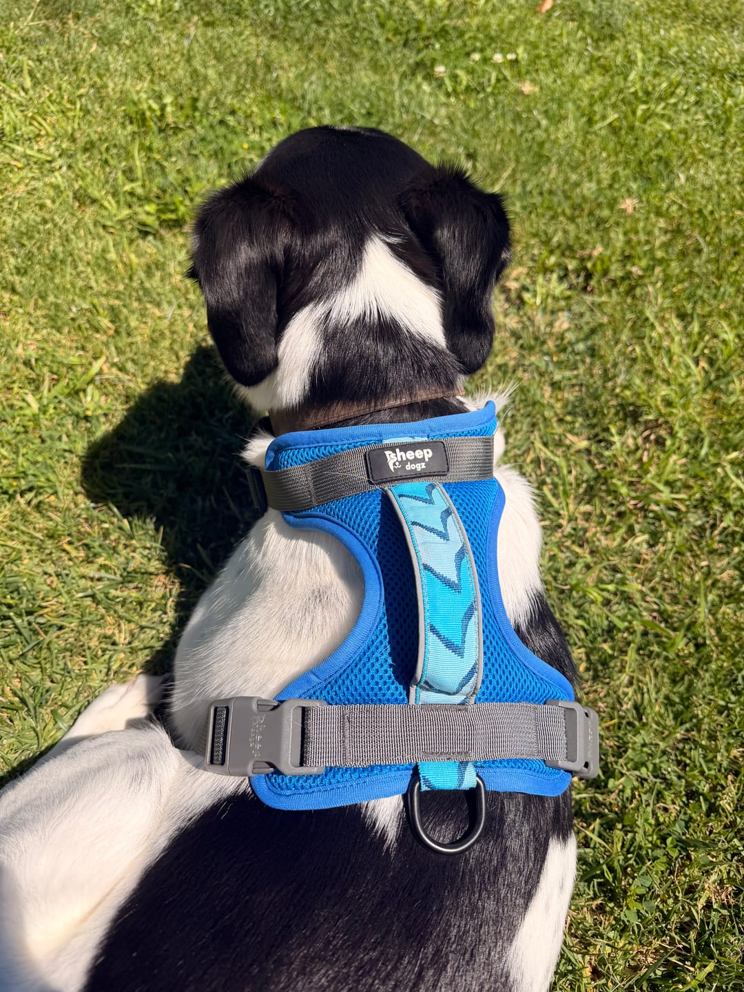 Customer photo review of Arnés para perros Puelo — Golondrina