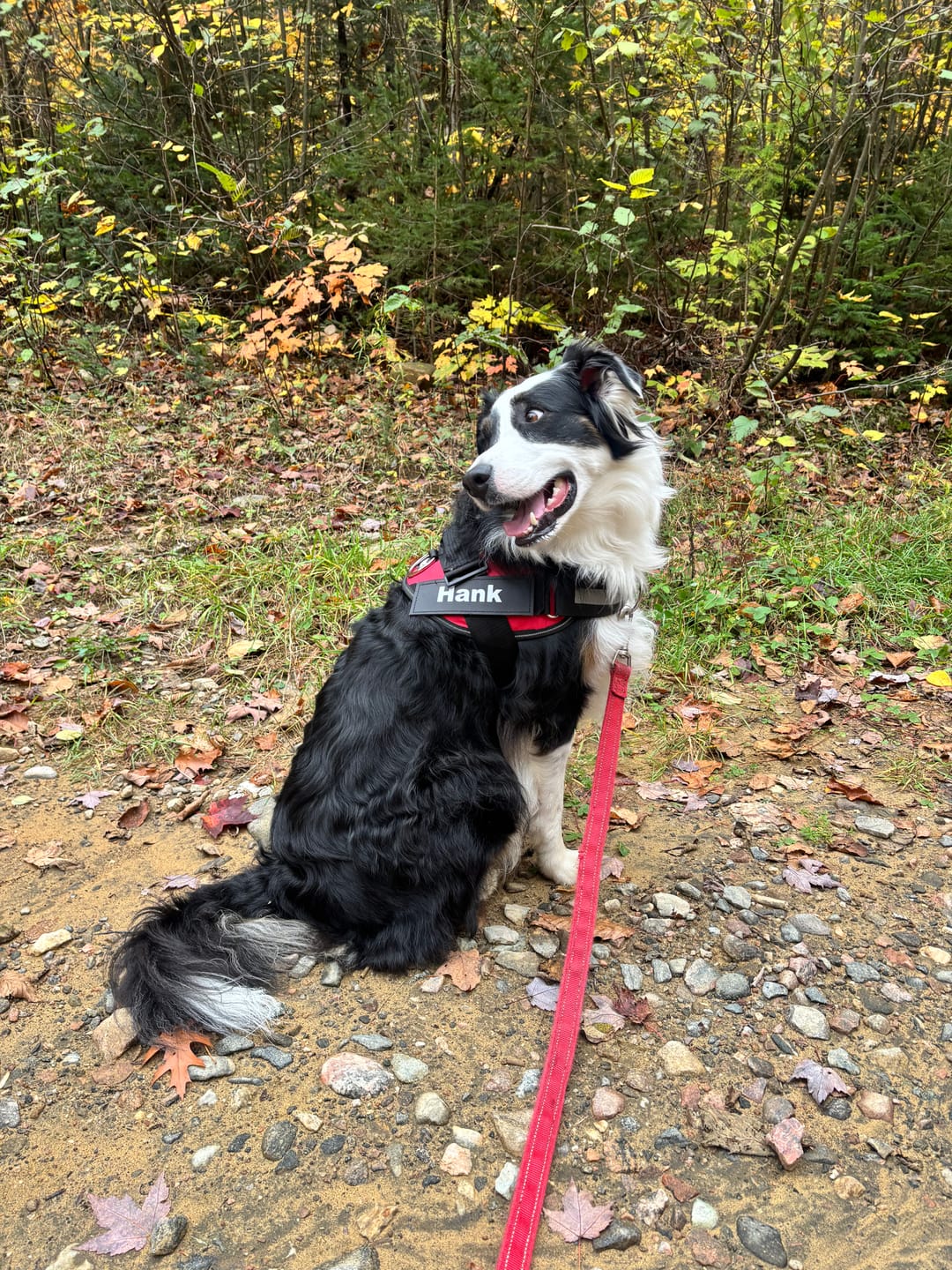 Customer photo review of Dogshood ™ No Pull Harness