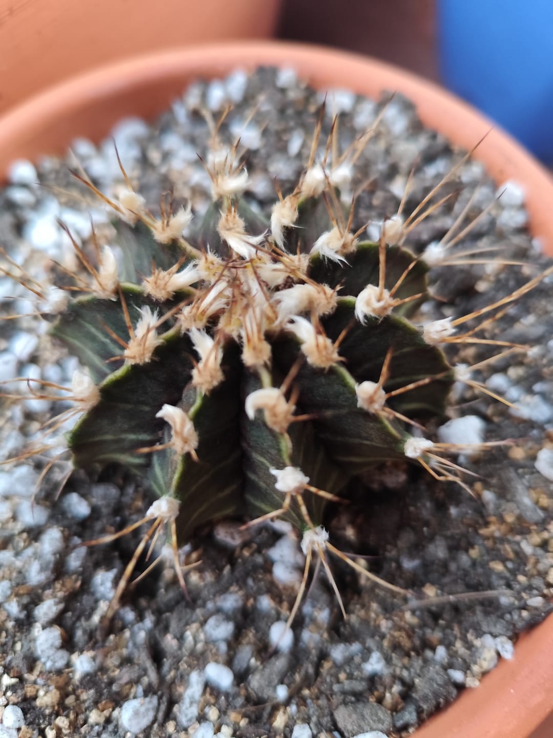 Customer photo review of Gymnocalycium Mihanovichii Friedrichii