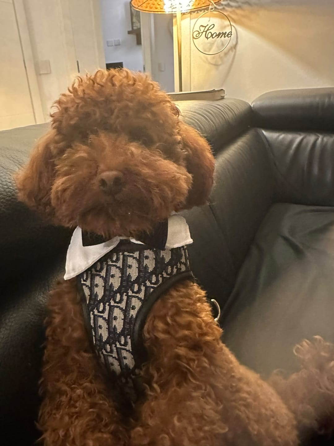 Customer photo review of Pettorina e guinzaglio Dogior 2.0