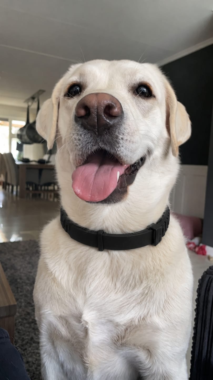Customer photo review of Arrullo® Collar Calmante