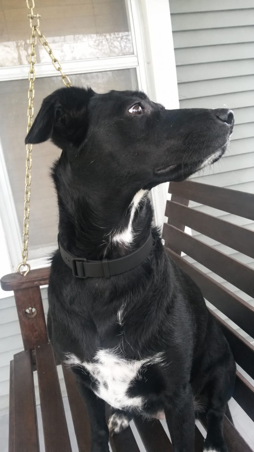 Customer photo review of Arrullo® Collar Calmante