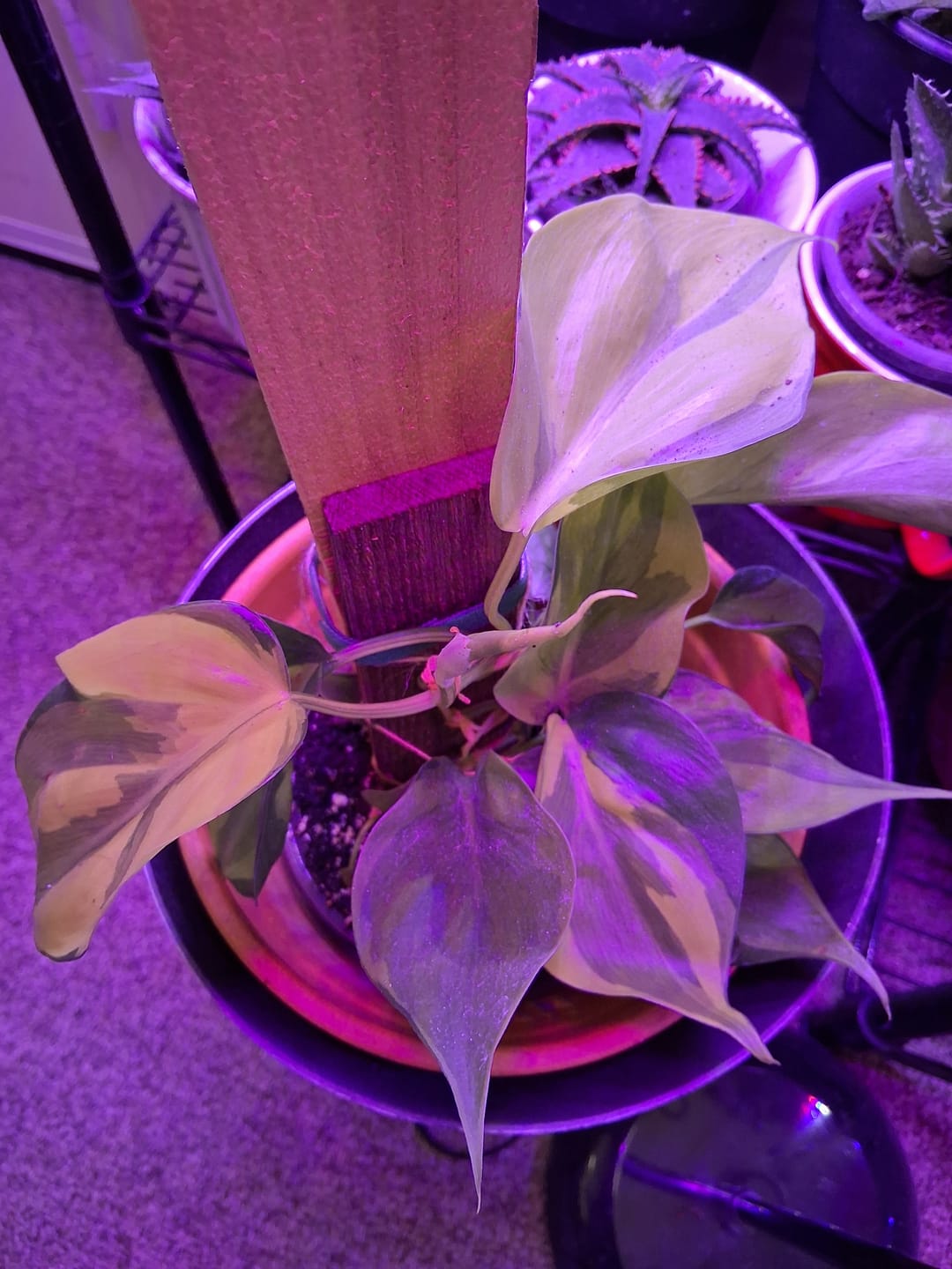 Customer photo review of Philodendron hederaceum 'Carnival'