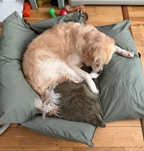 Reviewer's golden retriever curled up on a green Dog Dock V2 sitting on a wooden floor.