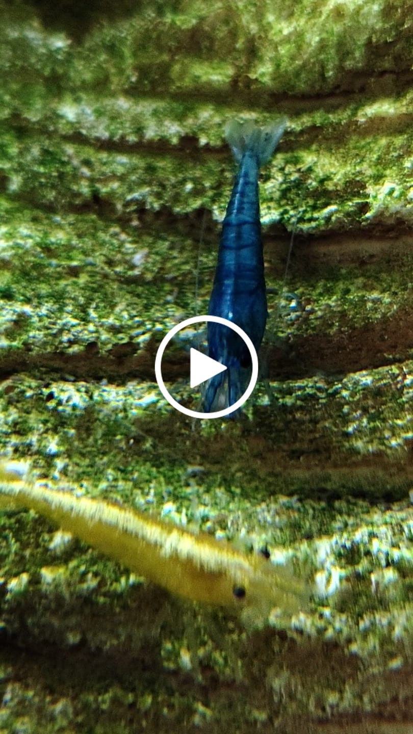 Customer video review of Neocaridina Skittles Shrimp Pack – Assorted Freshwater Colors