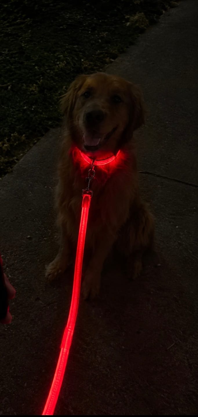 Customer photo review of PupLume™ NightLine Leash