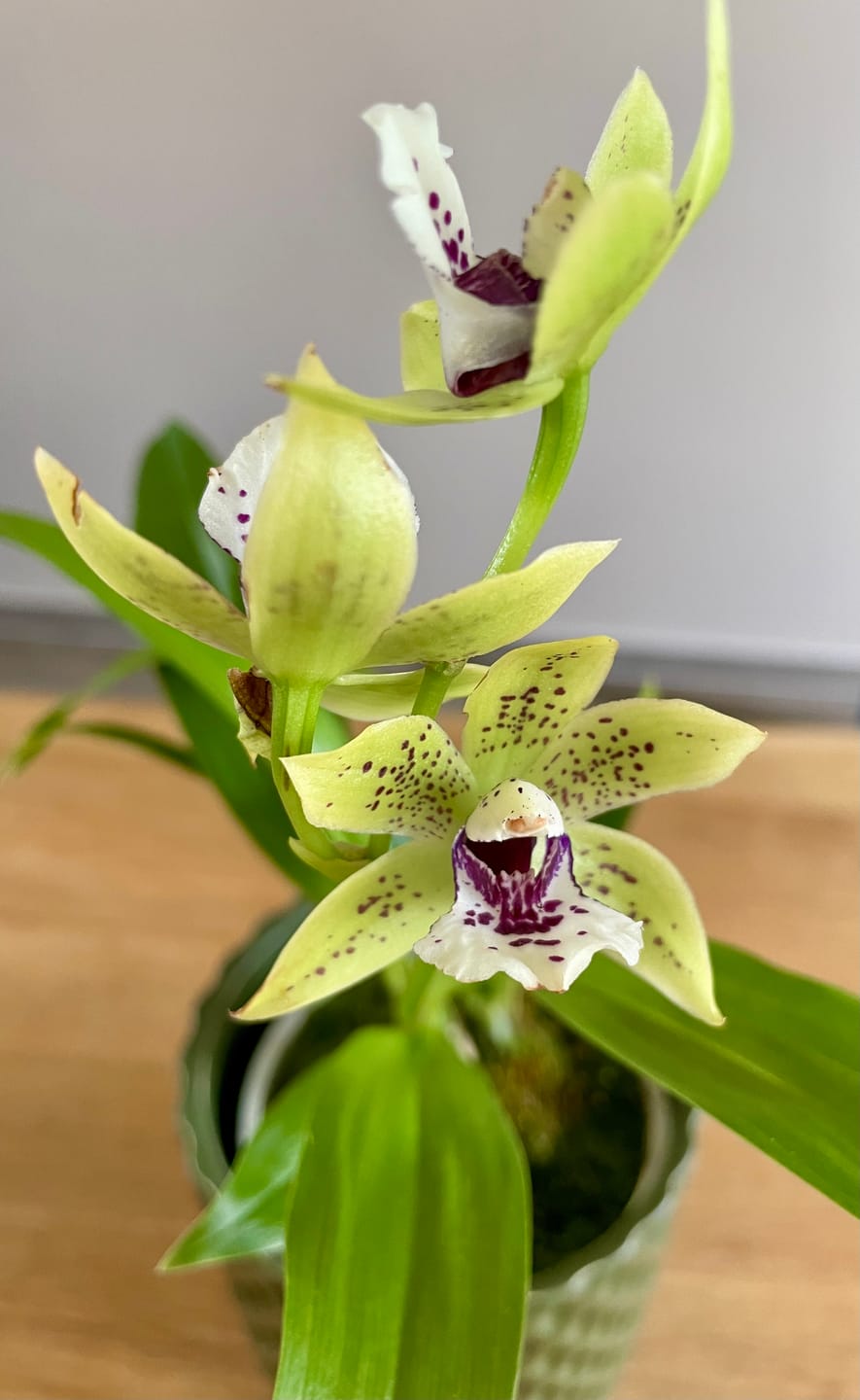 Customer photo review of Zygopetalum Green im 9cm Topf
