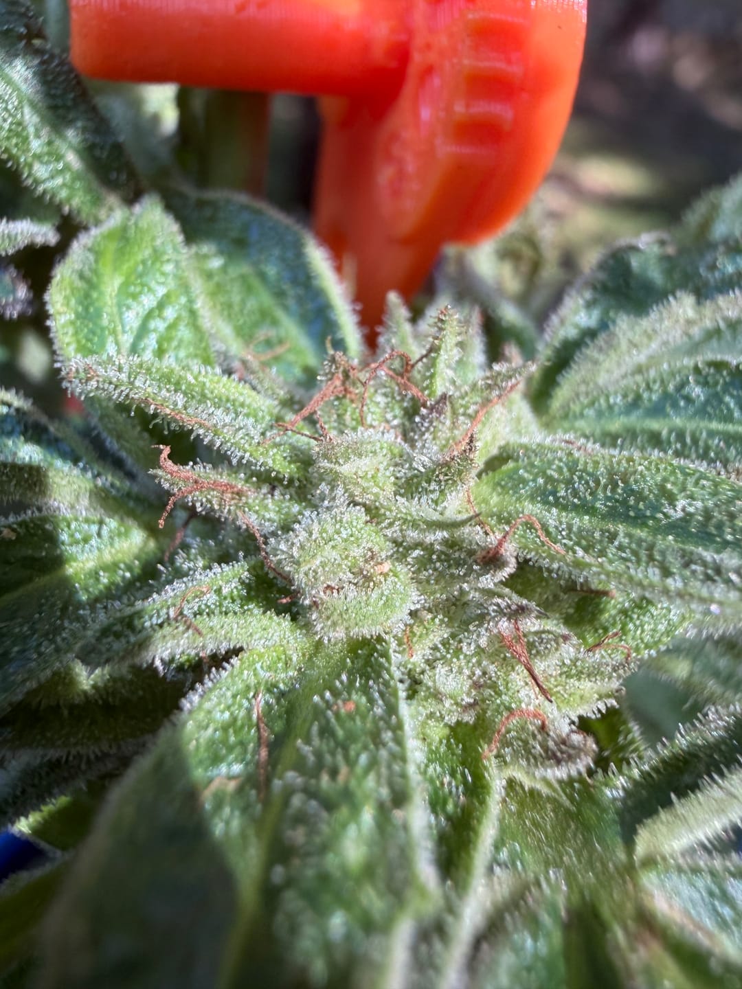 Customer photo review of Granddaddy Purple | Live Resin Diamonds