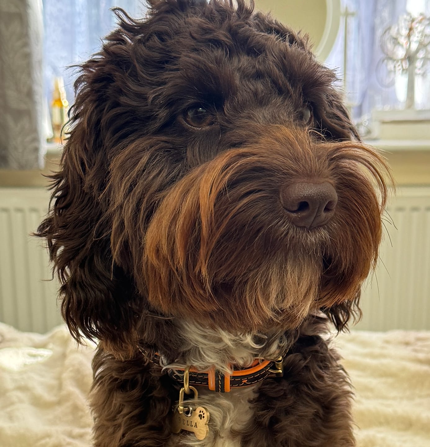 Customer photo review of Bone Shapes Dog Tag