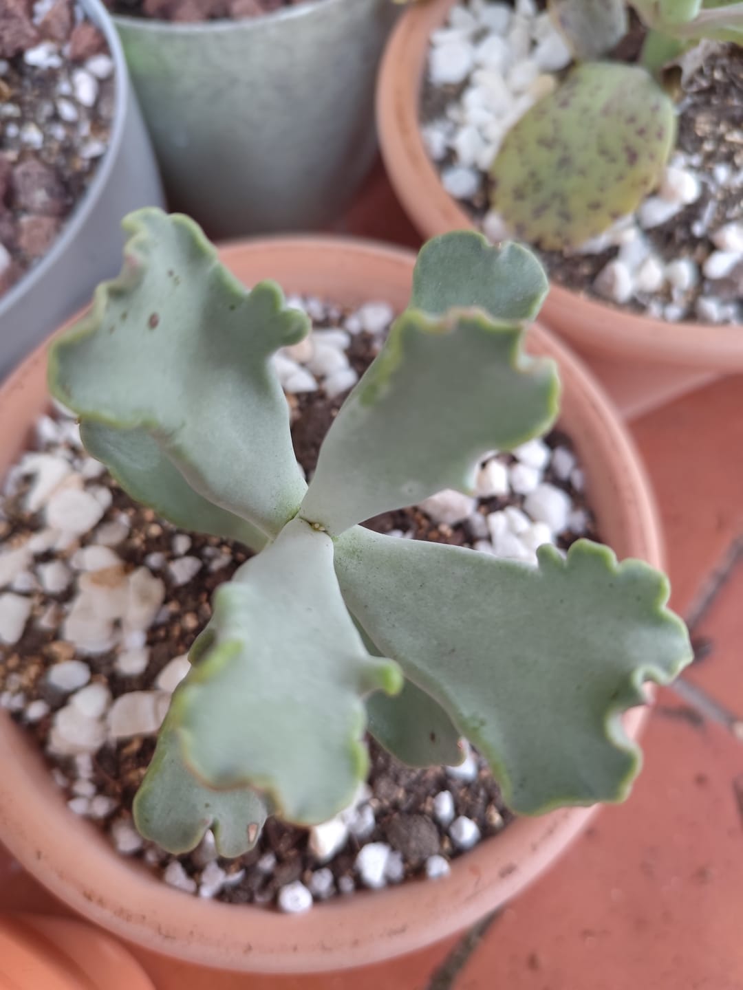 Customer photo review of Cotyledon "Coral"