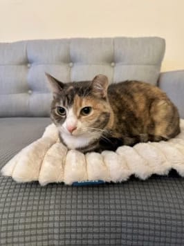 Customer photo review of Tapis chauffant auto-chauffant pour animaux de compagnie