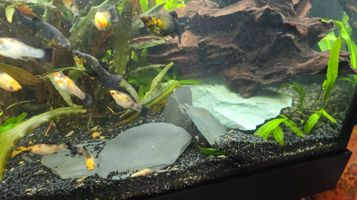 Customer photo review of Dom Tink Lake Slabs SCALARE - 1 à 2kg
