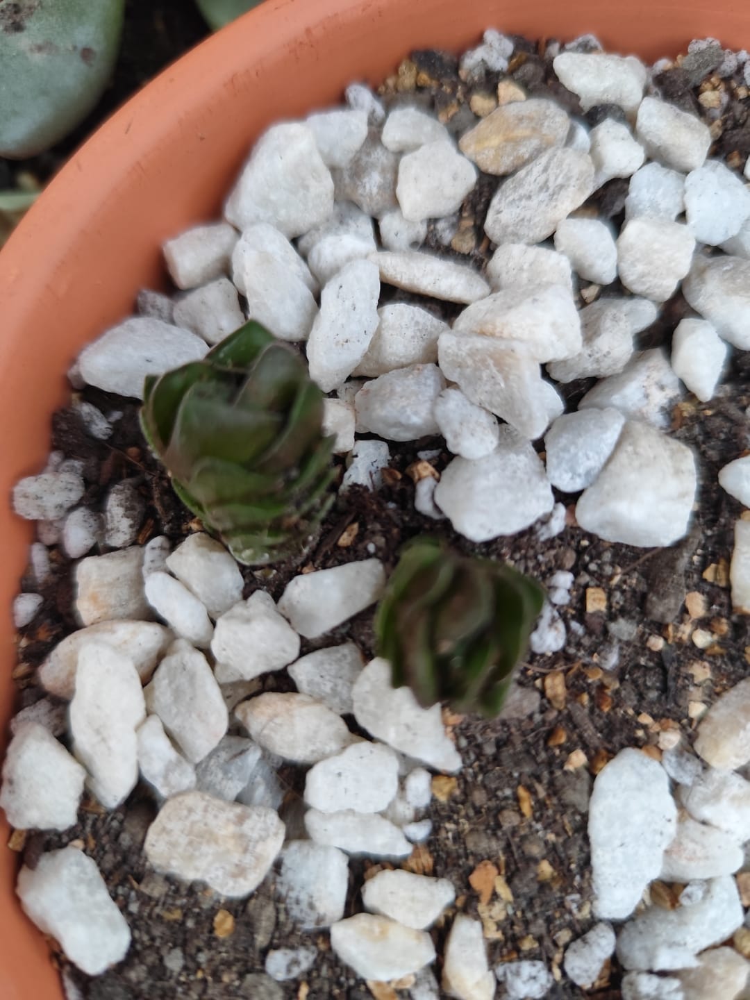 Customer photo review of Crassula cremnophila, extra ramificada