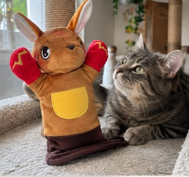 Customer photo review of Juguete Interactivo para Gatos con Cascabeles y Cuerdas