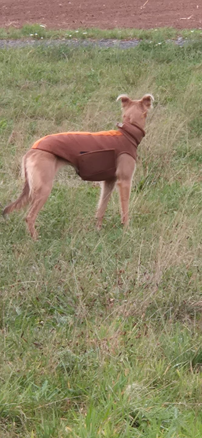Customer photo review of Bellin "Tobacco"