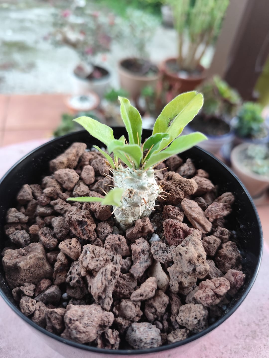 Customer photo review of Pachypodium saundersii