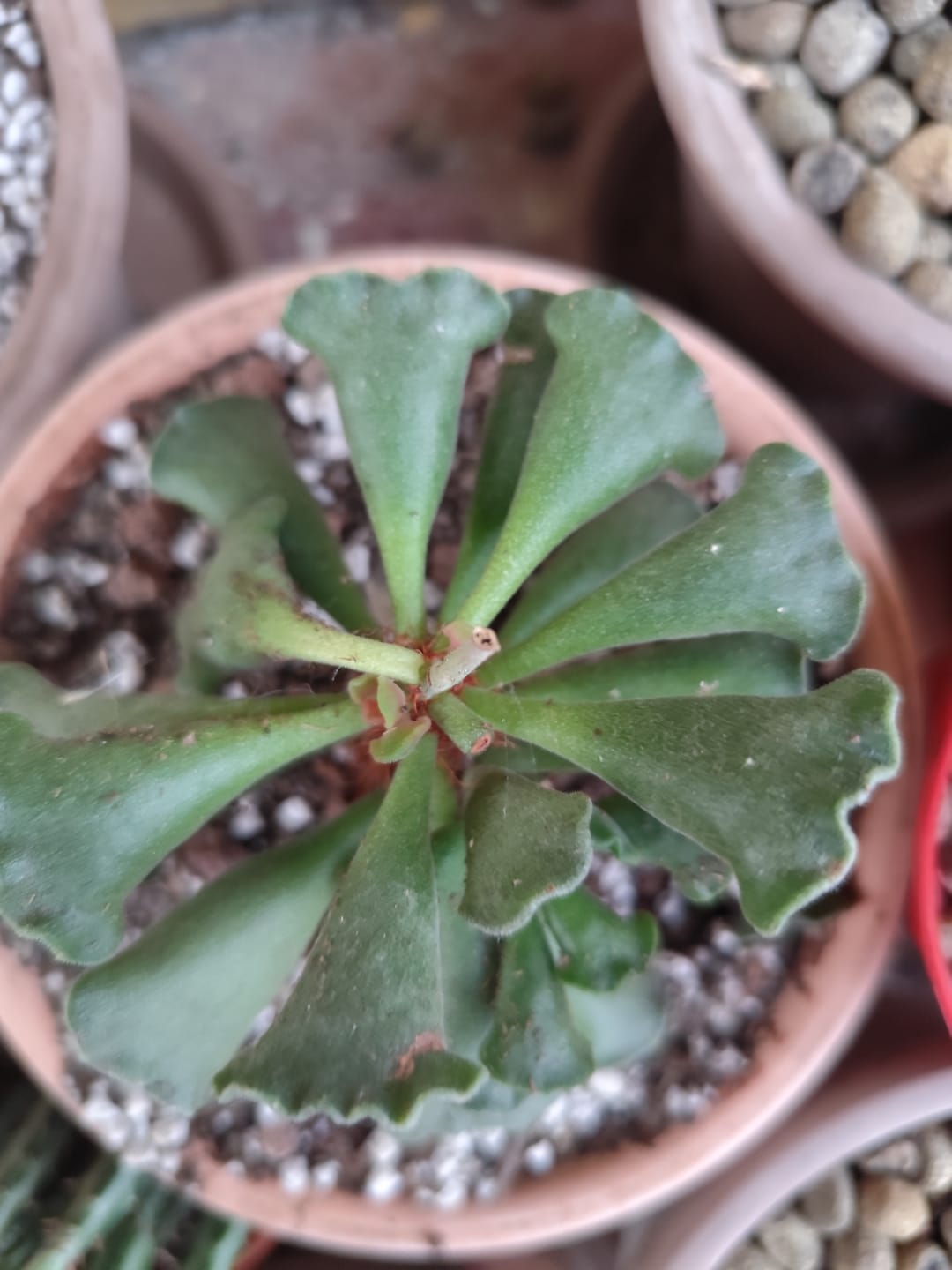 Customer photo review of Aloinopsis malherbei