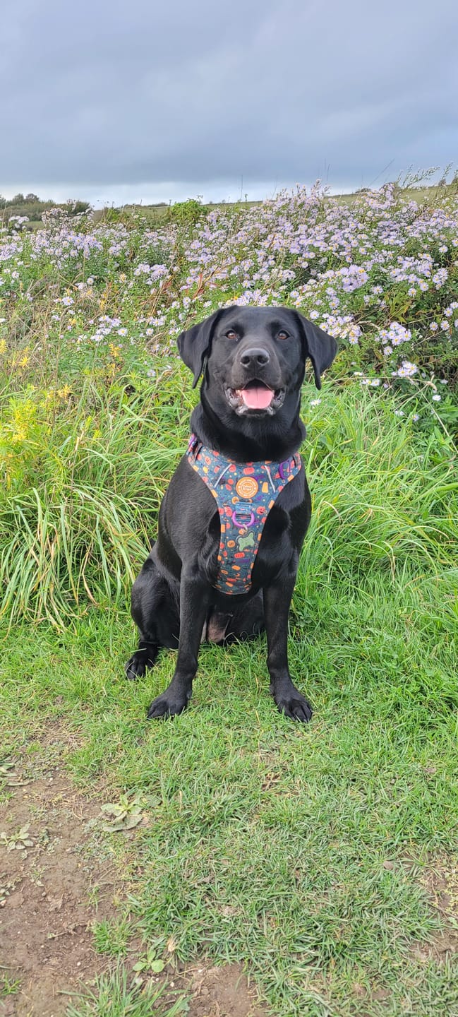 Customer photo review of Trail & Glow Dog Harness - Colour Drops - Spellbound Autumn