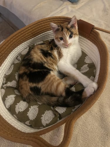 Customer's calico cat resting comfortably inside the Instinct Basket, which features a woven rope edge and hedgehog-print pad.