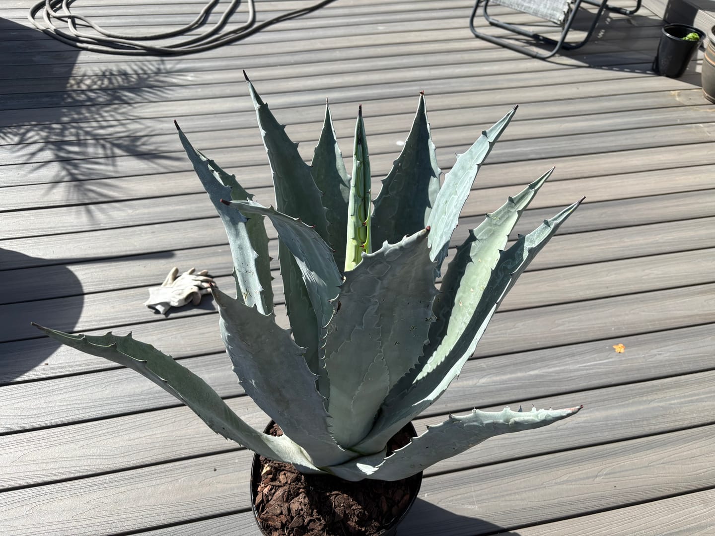 Customer photo review of Super Blue Agave Americana, Century Plant