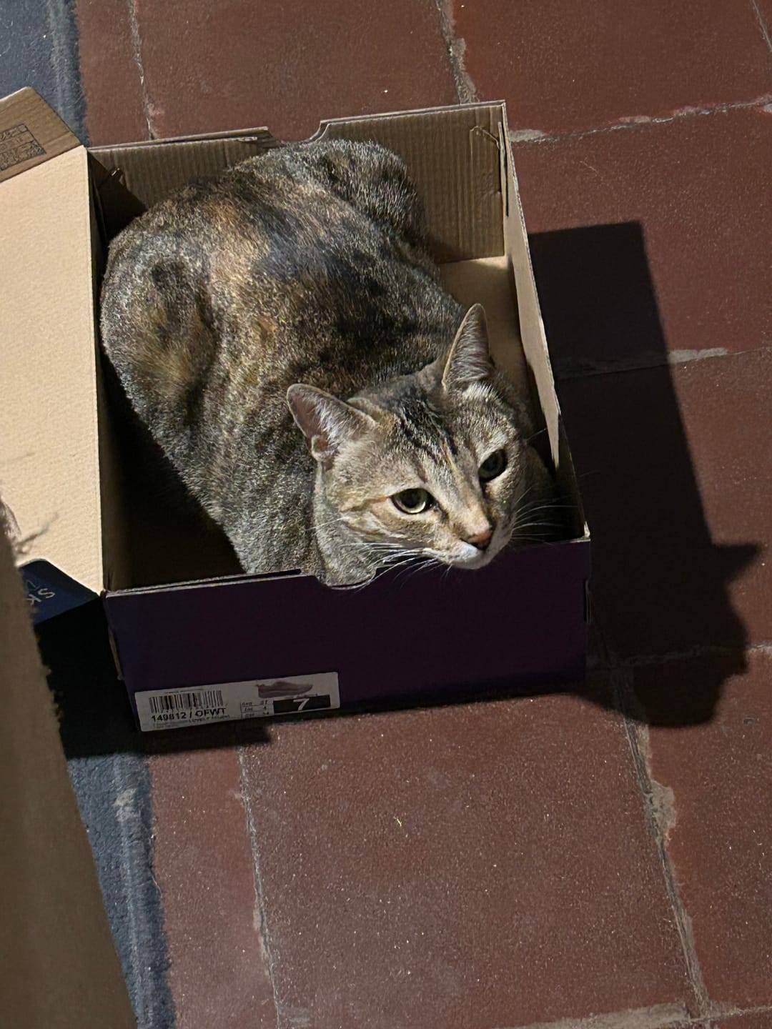 Customer photo review of Chicken Fiesta Gatos