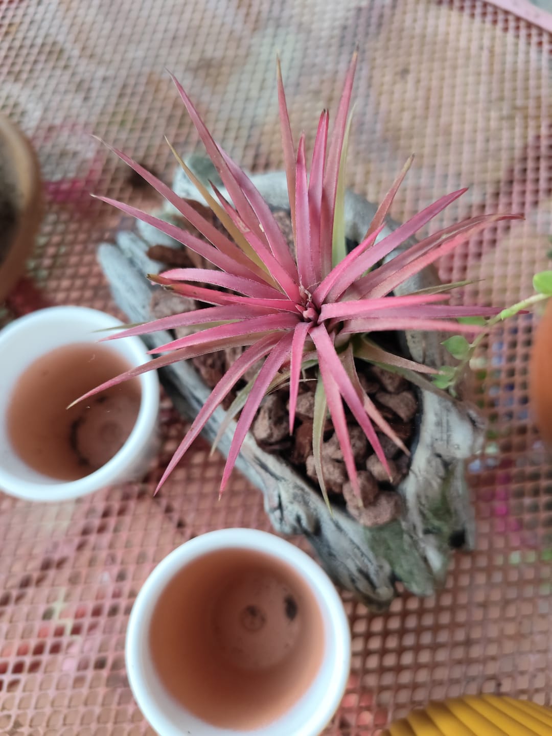Customer photo review of Tillandsia ionantha rubra
