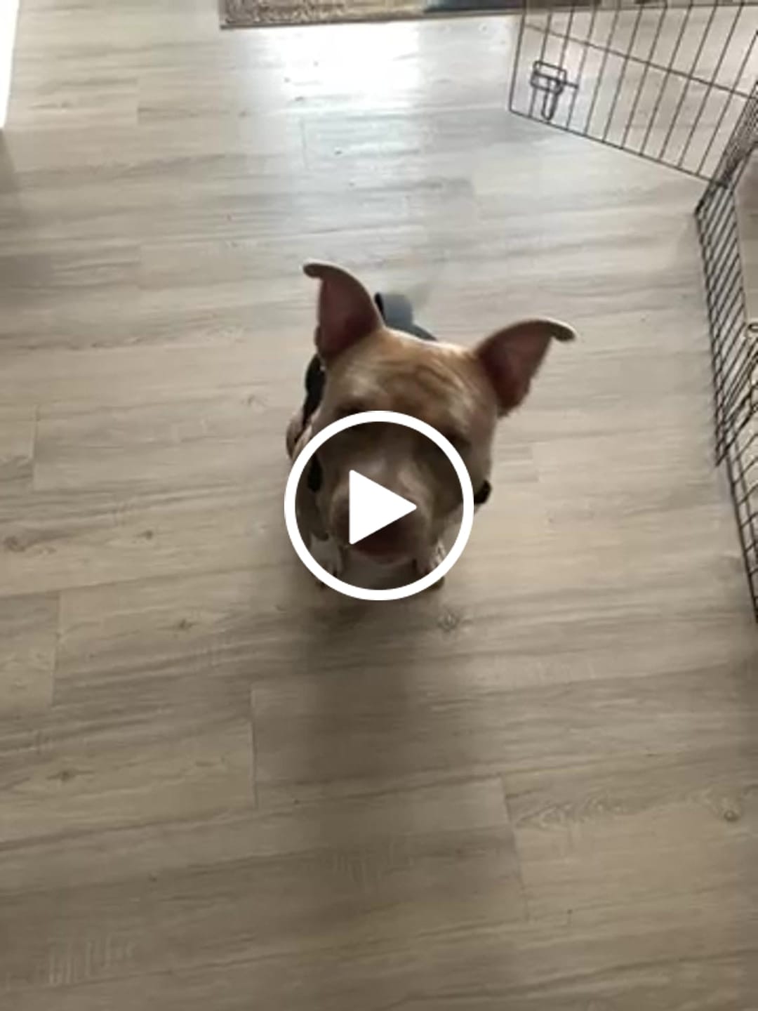Customer video review of No Pull Bully Proof Harness