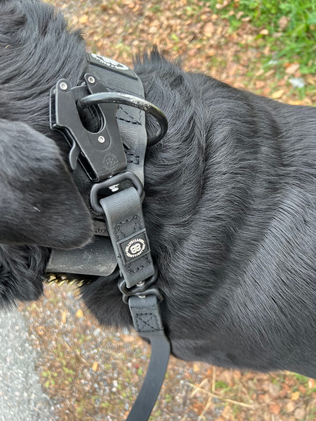 Customer photo review of 5cm Combat Billowthane® Collar | Waterproof - Black