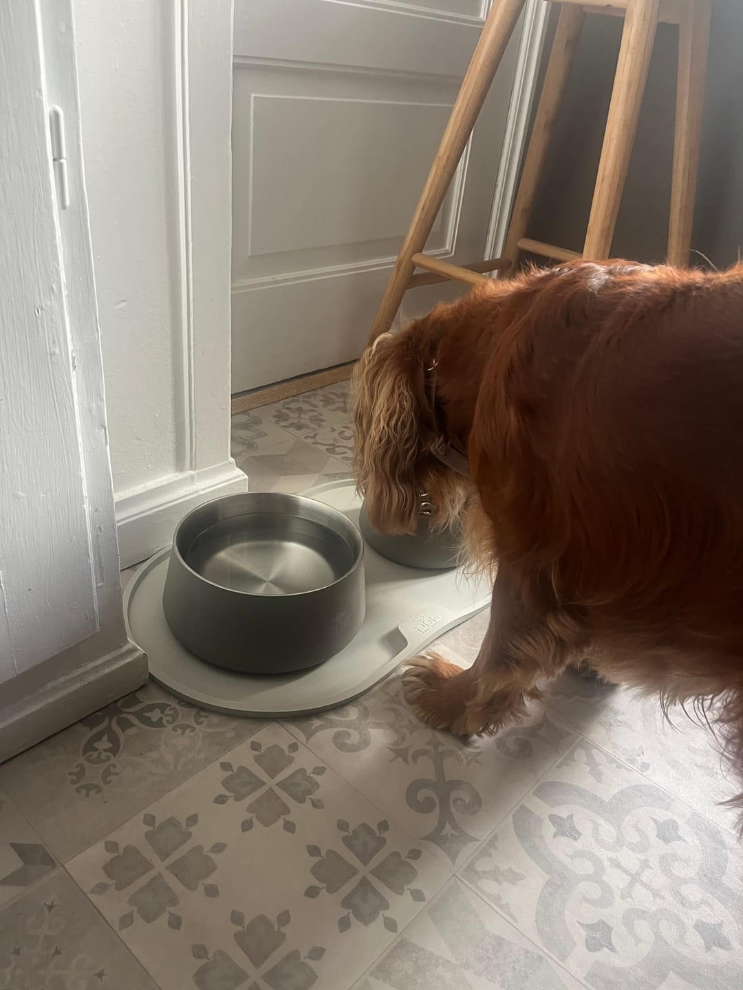 Customer photo review of Dog Copenhagen - Vega Hundeskål, Caffe Latte