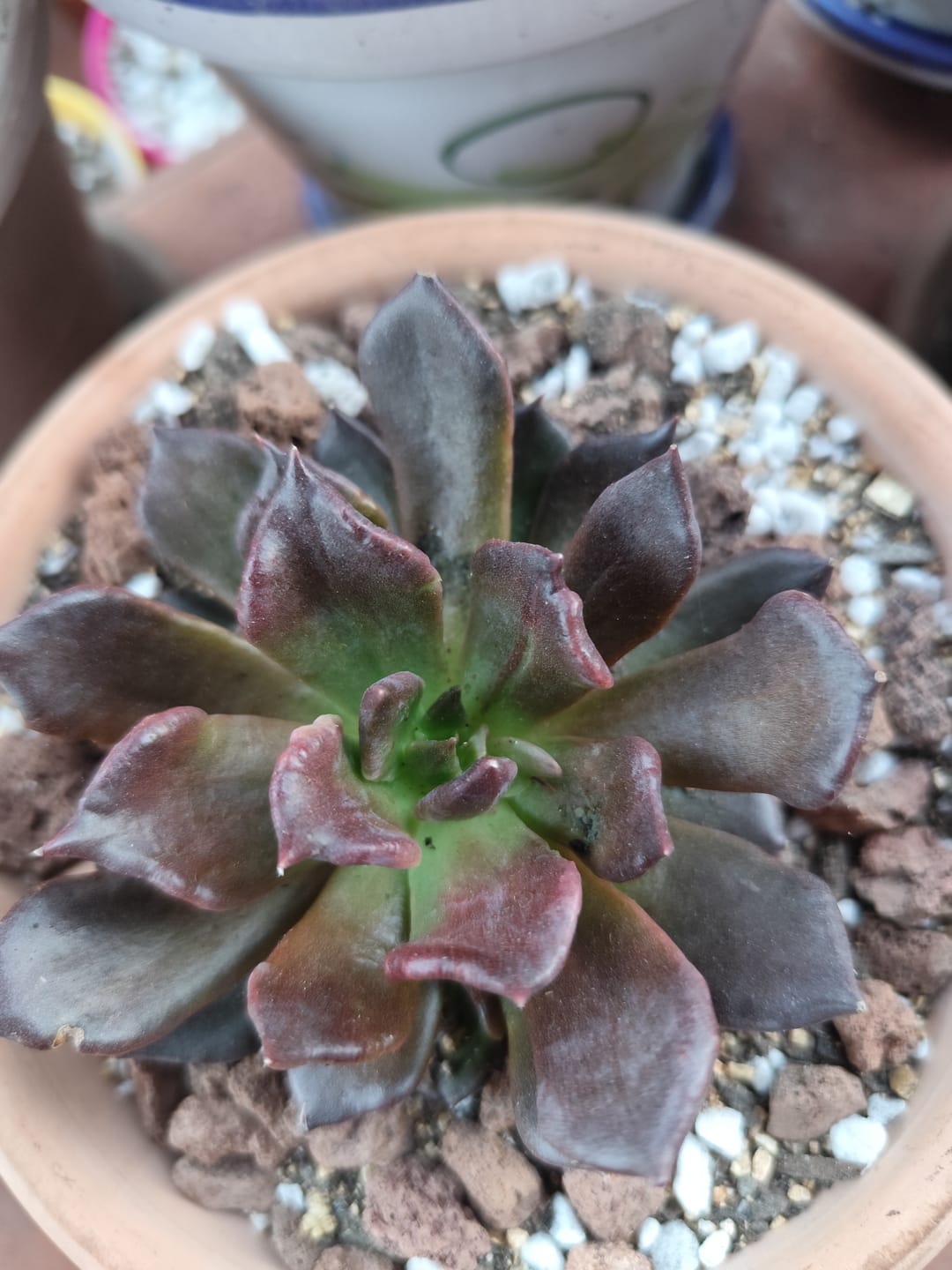 Customer photo review of Echeveria 'Super Bowl'