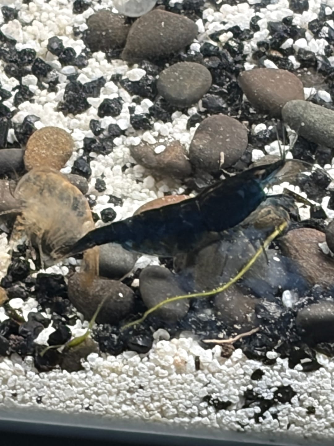 Customer photo review of Blue Dream Shrimp (Deep Blue Neocaridina)