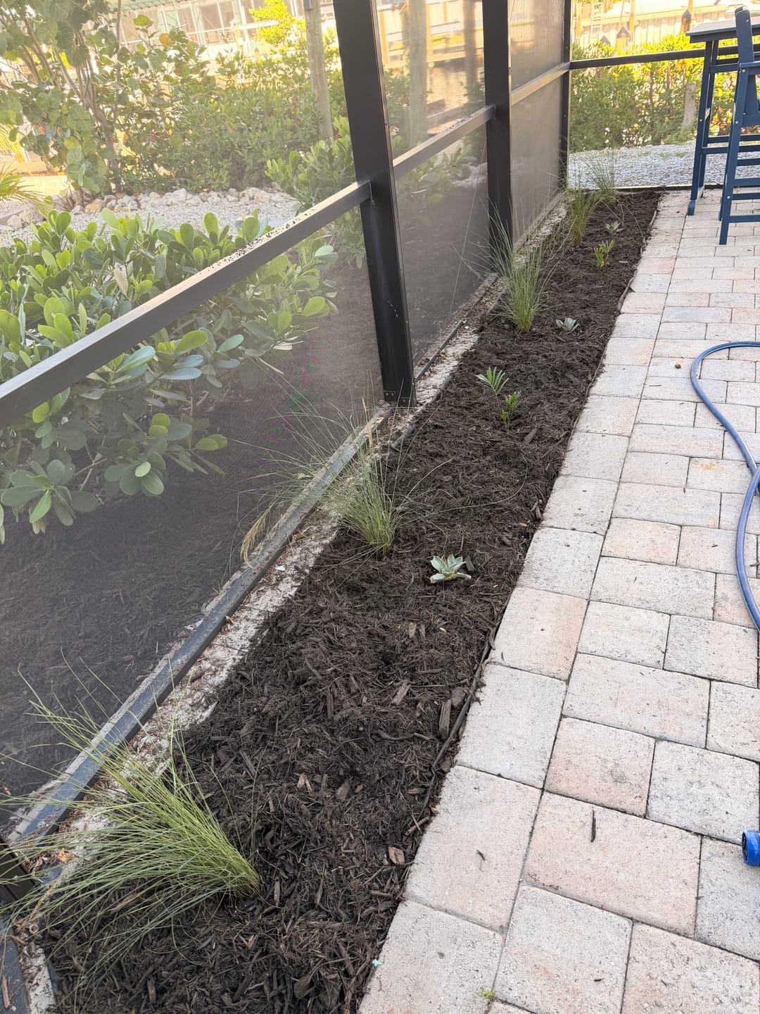 Customer photo review of Pink Muhly Grass Pink Cloud