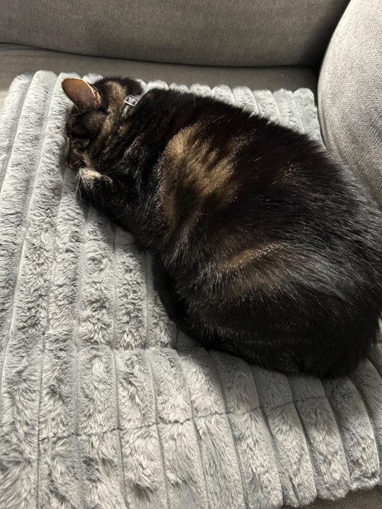 Customer photo review of Tapis chauffant auto-chauffant pour animaux de compagnie