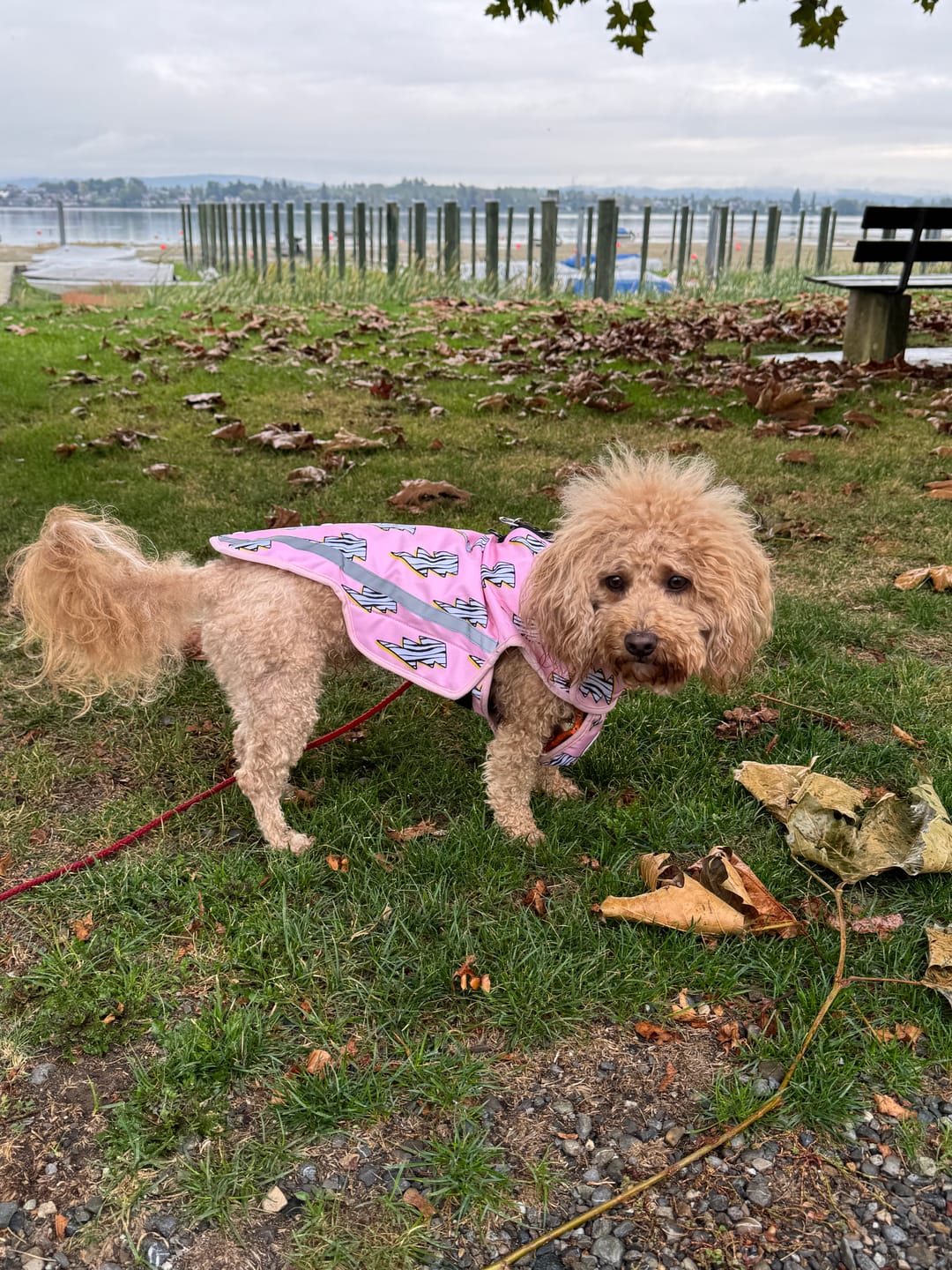 Customer photo review of Rain Jacket - Lightning Zoomies