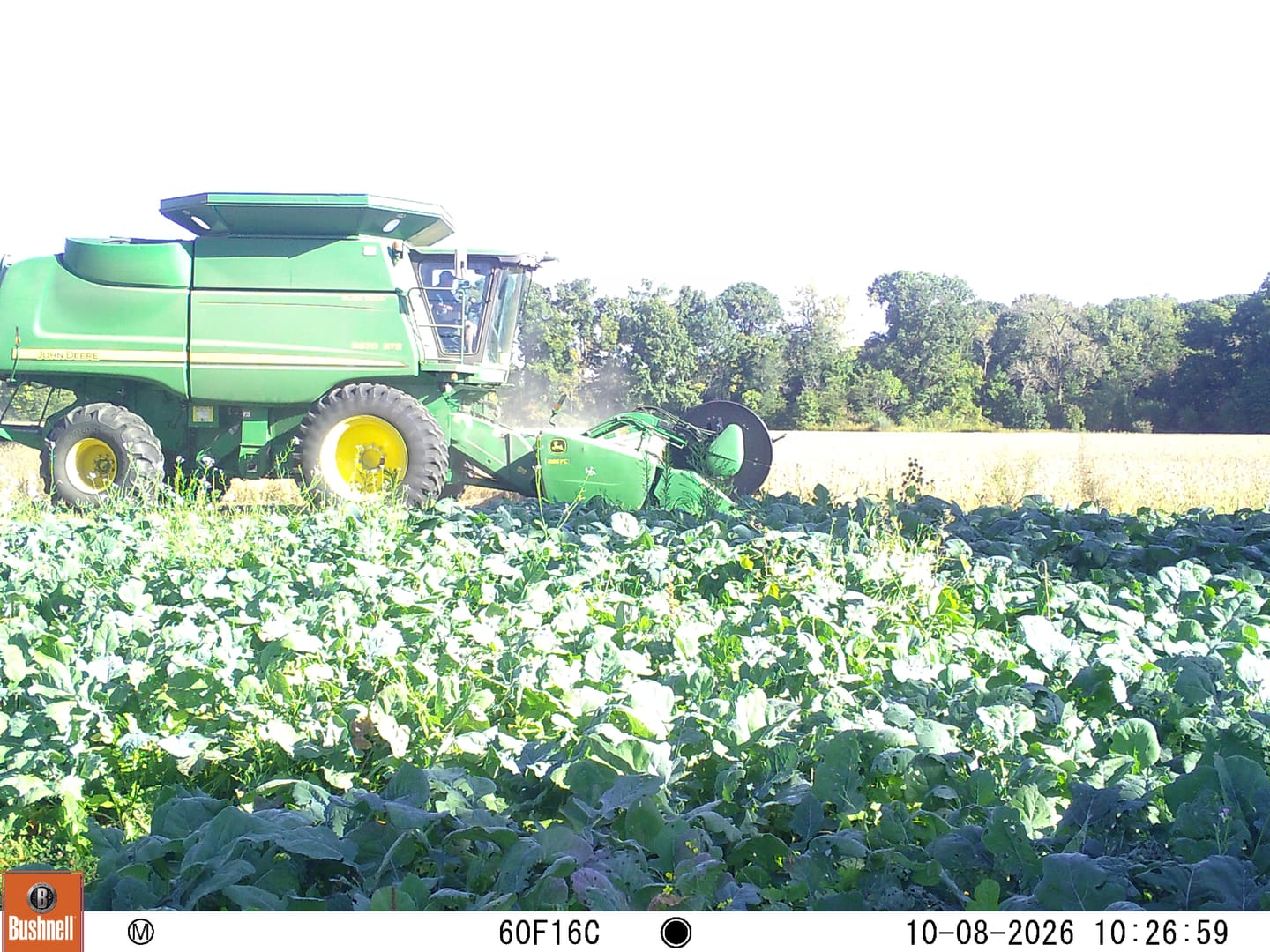 Customer photo review of No BS™ Food Plot Seed