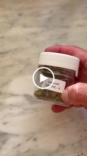 Customer video review of THC-A 32% Flower Lemonatti