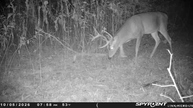 Customer photo review of No BS™ Food Plot Seed