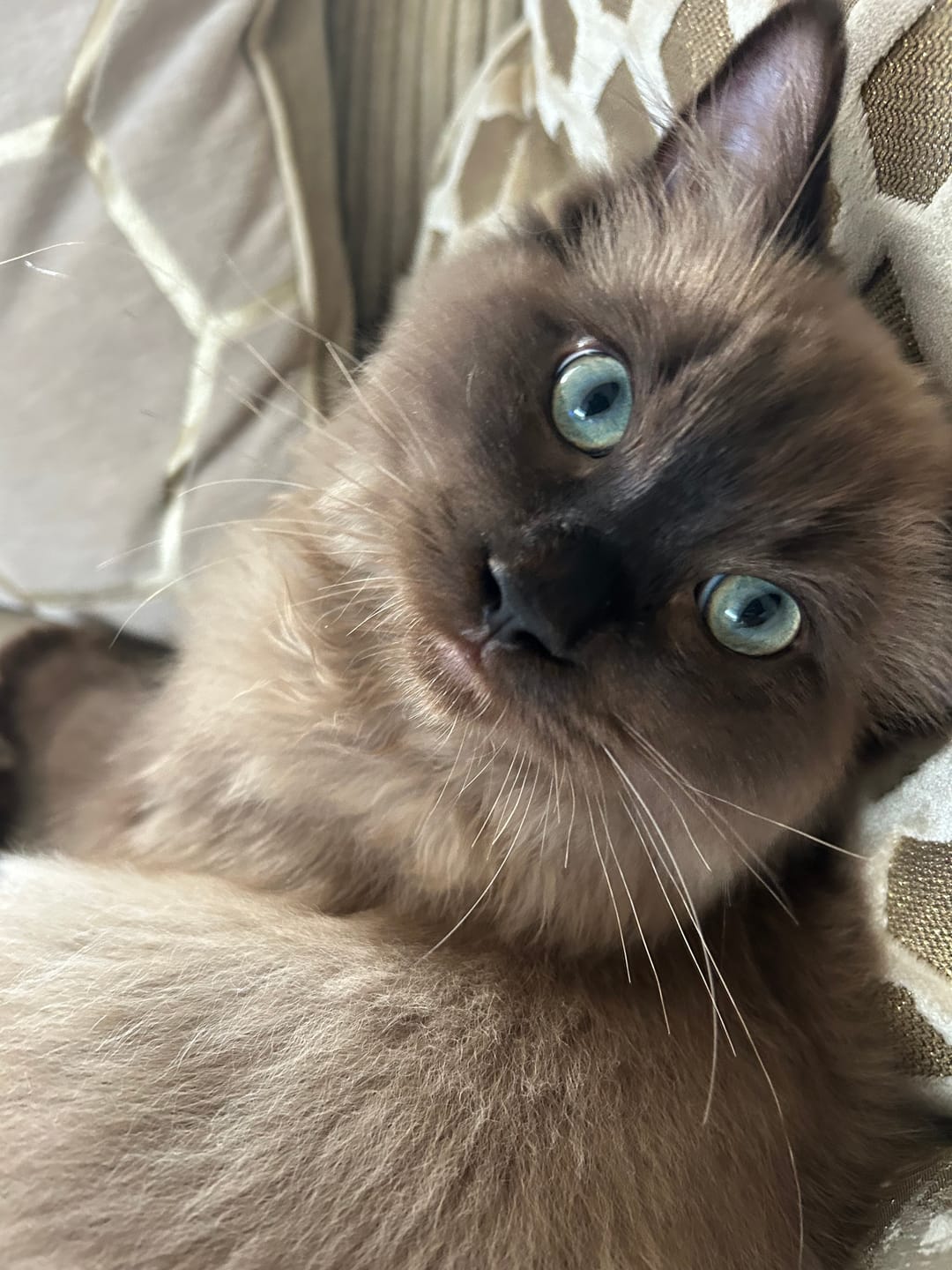 Customer photo review of Fit Litter