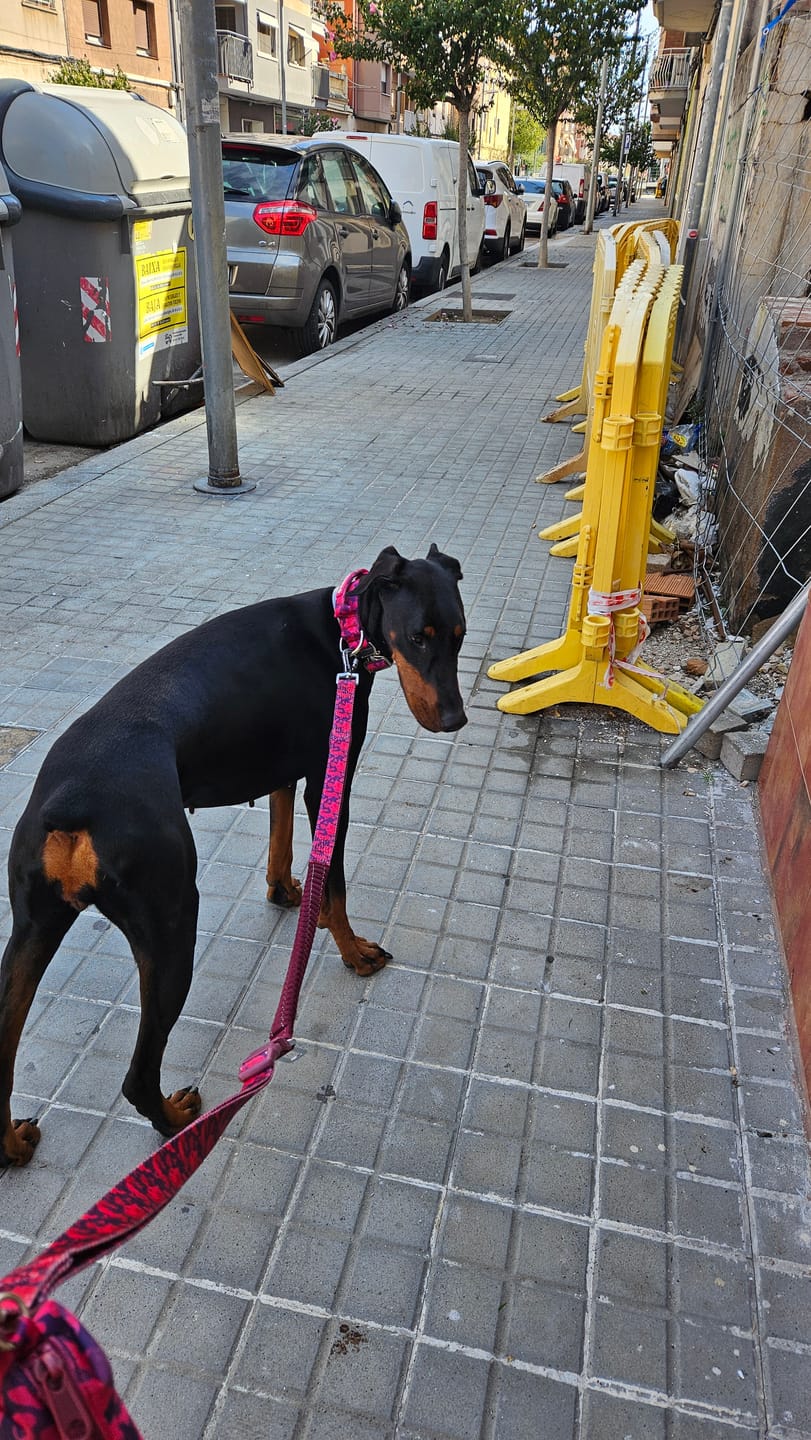 Customer photo review of Comfort Control Collar and Multipurpose Leash Set - Fuchsia Camo