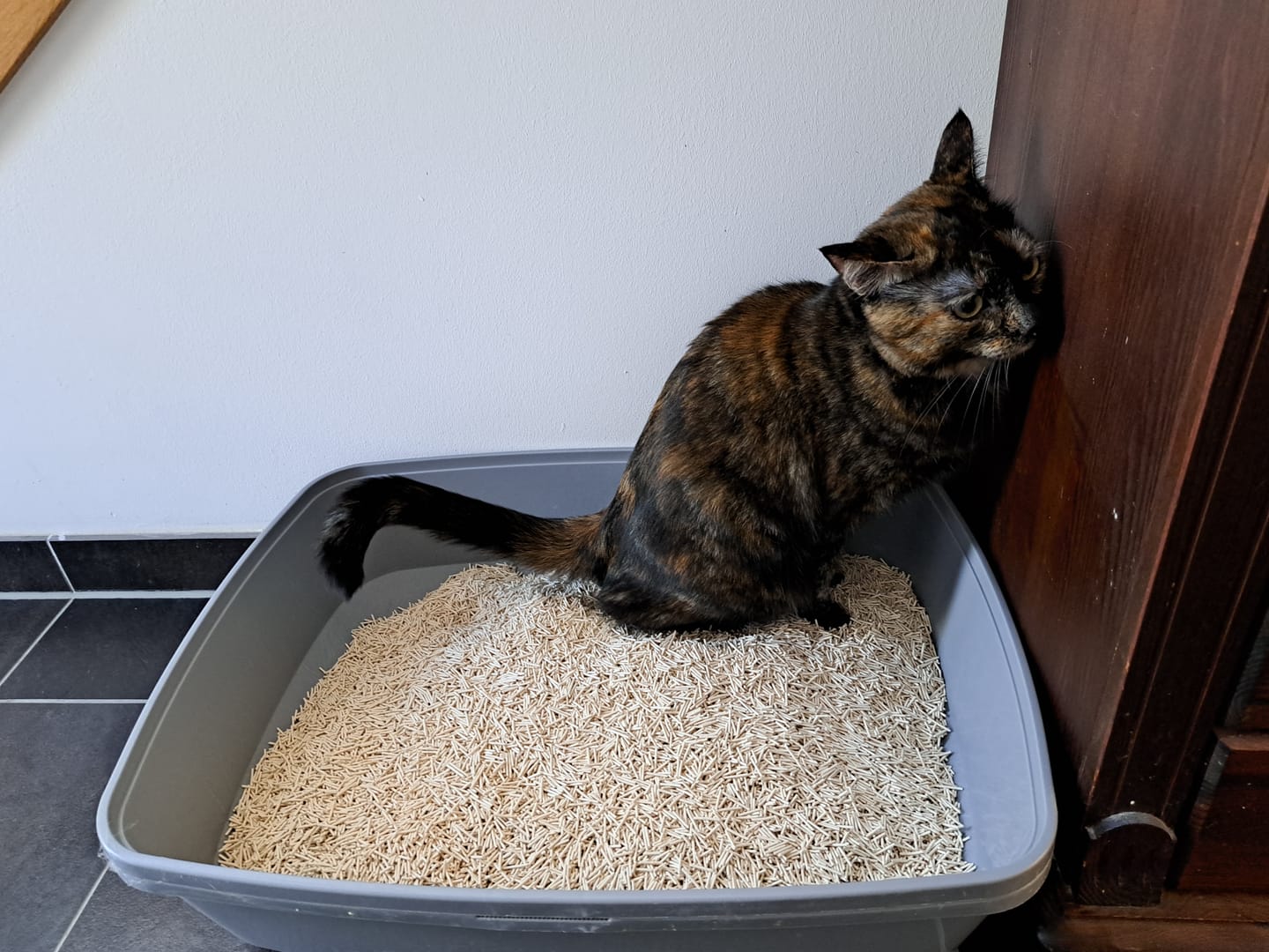 Customer photo review of Naturreines Katzenstreu