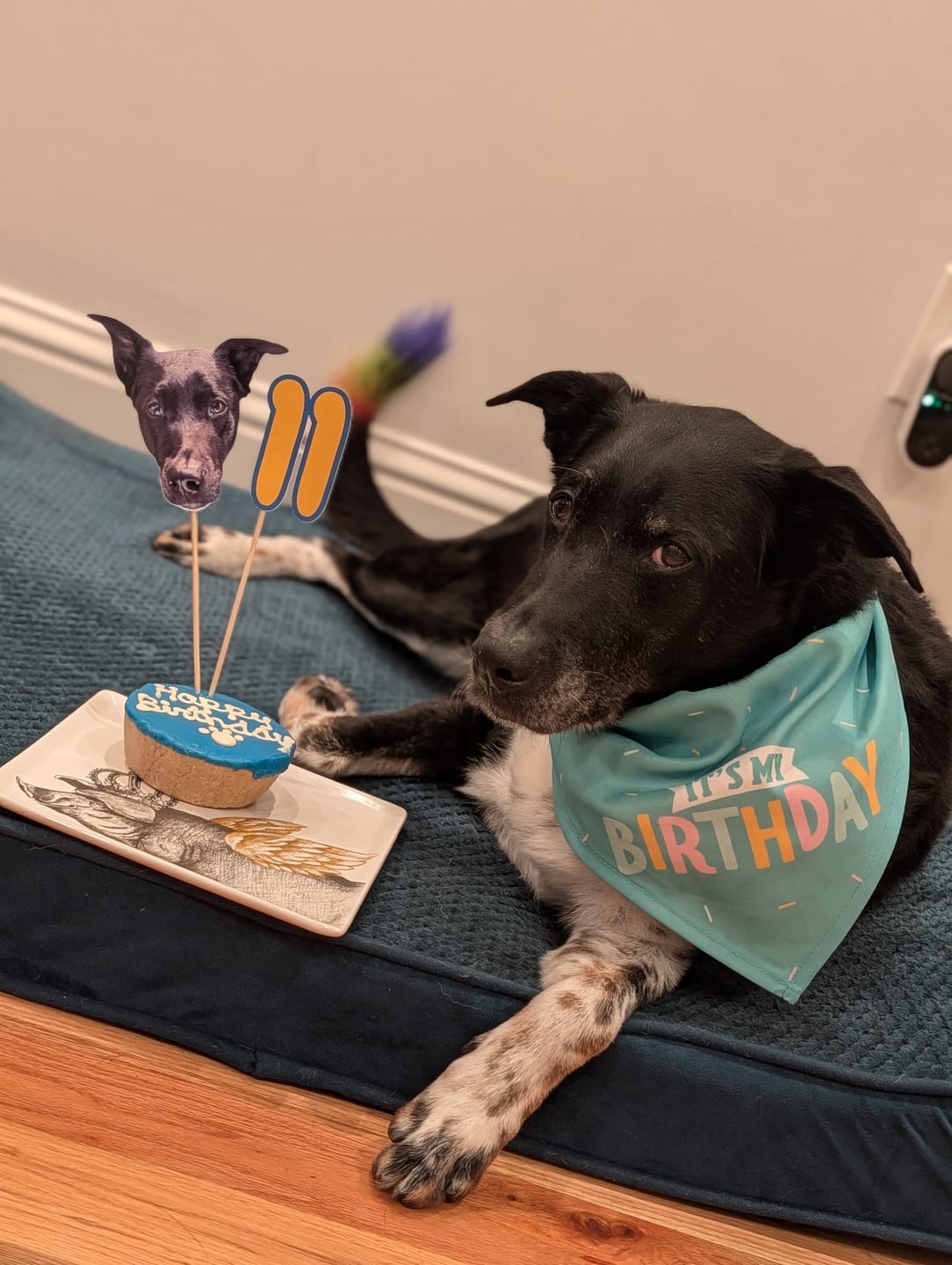 Customer photo review of Standard Personalized Dog Party Pack