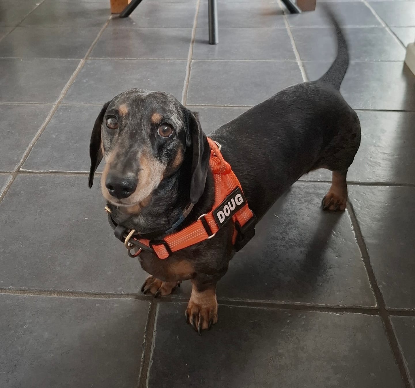 Customer photo review of ParoPet No Pull Dog Harness