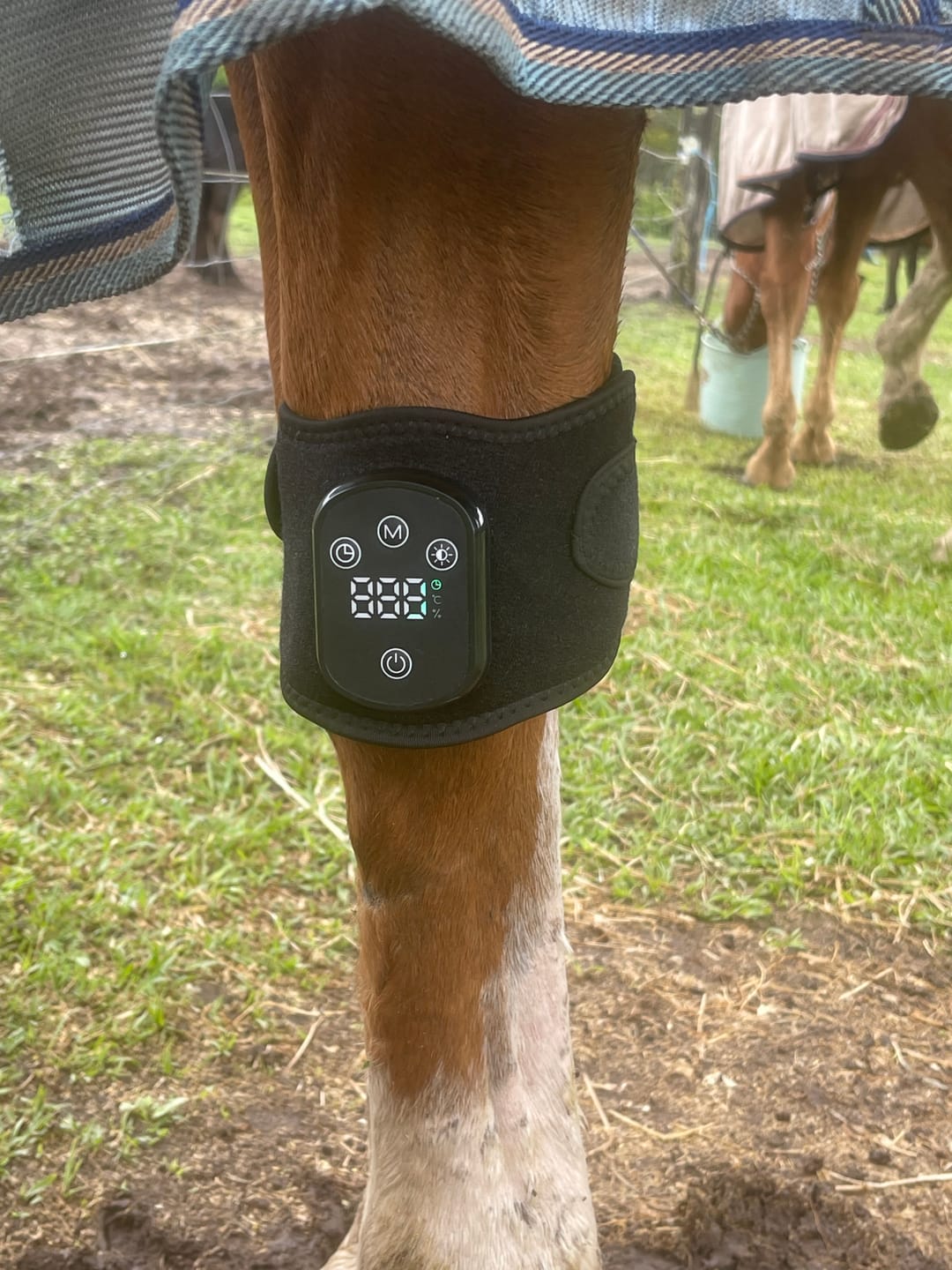 Customer photo review of HorseHalo™ HaloLegs Mini