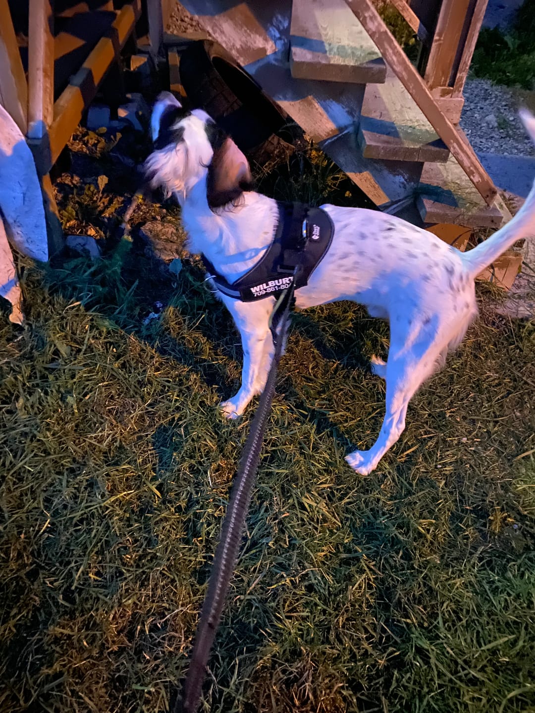 Customer photo review of Dogshood ™ No Pull Harness