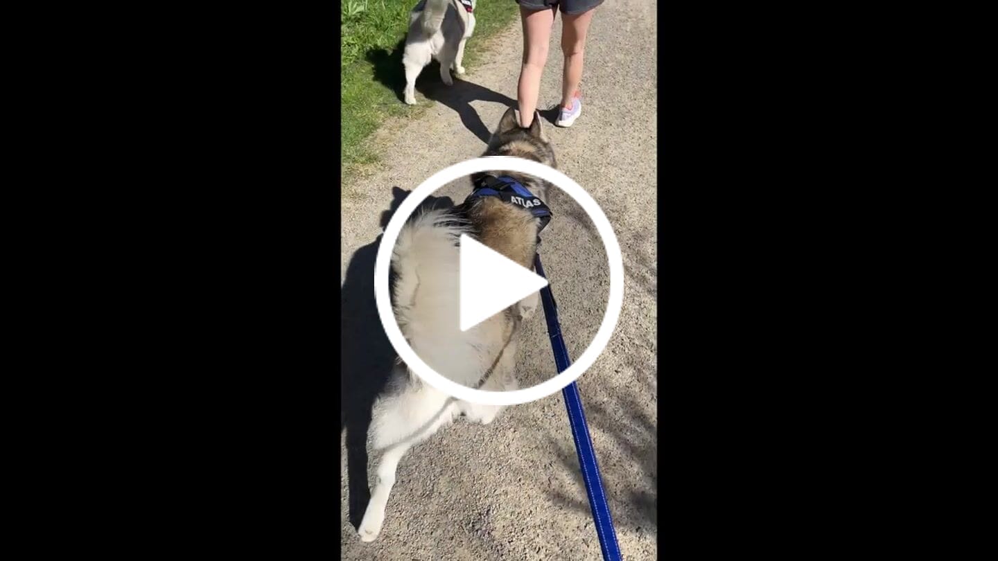 Customer video review of Bungee Leash