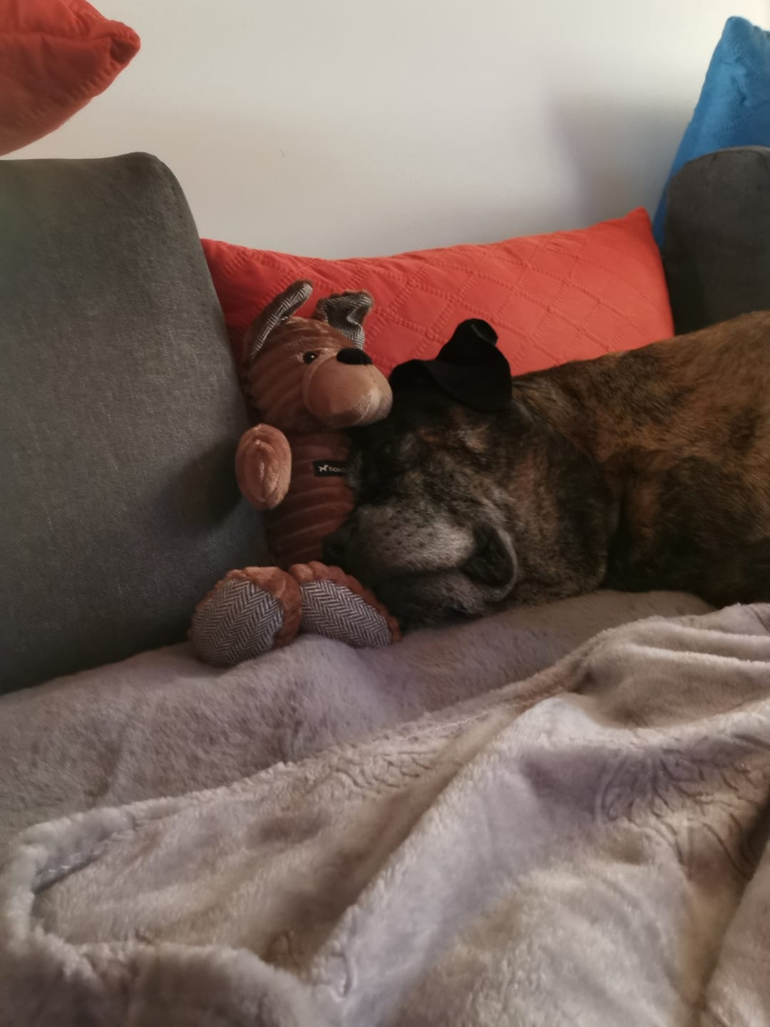 Customer photo review of Bulldog hundebamse ‘Tyson’