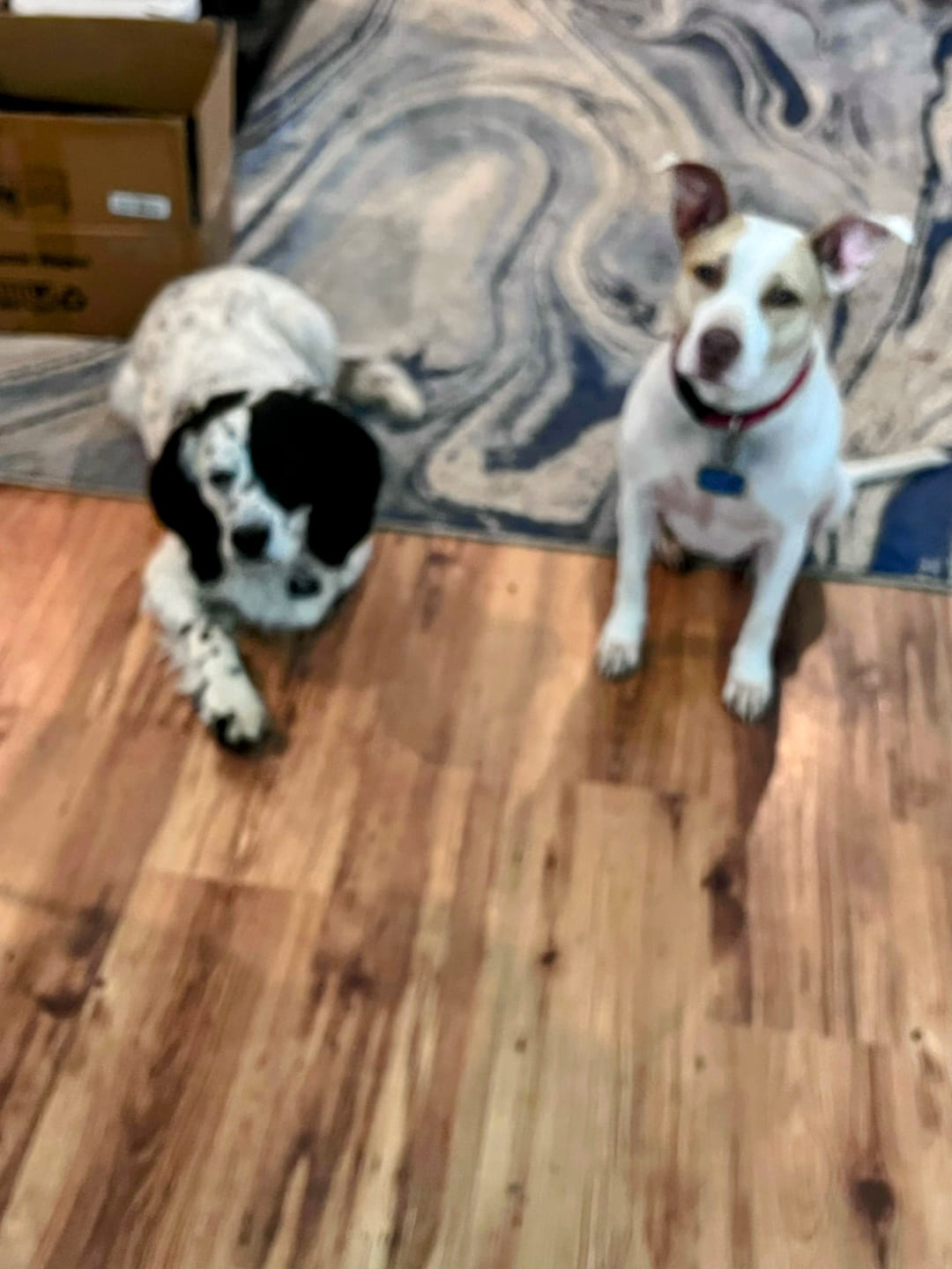 Customer photo review of Simparica Trio For Dogs 44.1-88 lbs (20-40 kg)