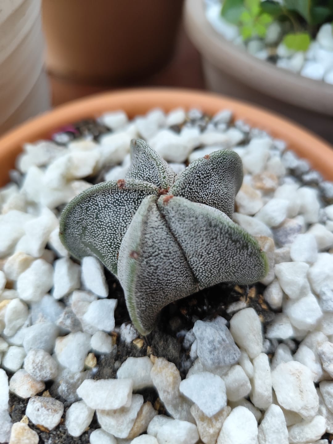 Customer photo review of Astrophytum myriostigma