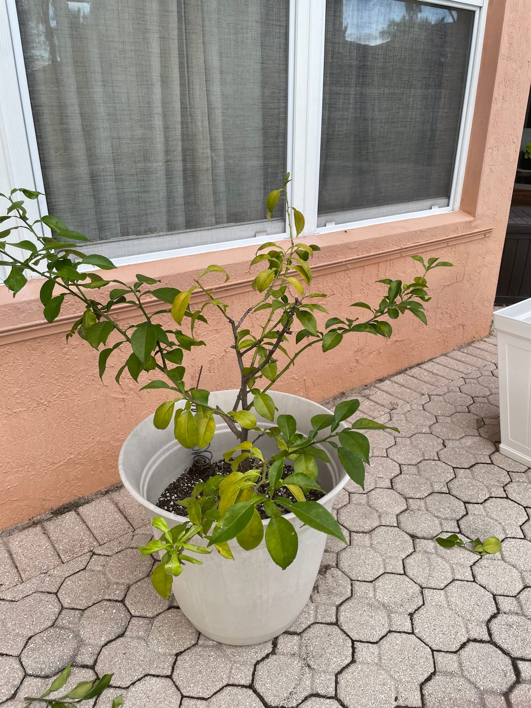 Customer photo review of Kelpy Food for Plants
