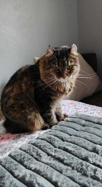 Customer photo review of Tapis chauffant auto-chauffant pour animaux de compagnie